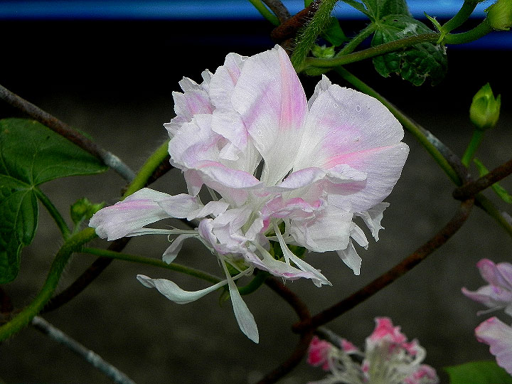 DSCN7111