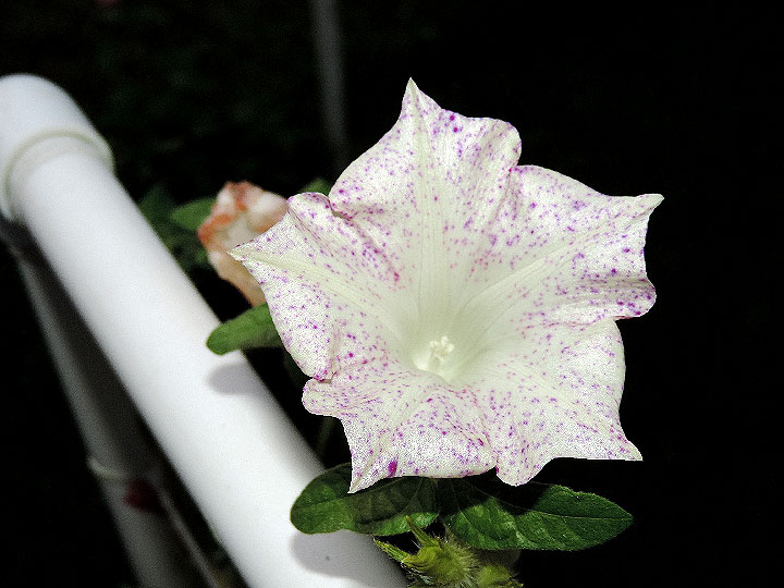 DSCN7112_01