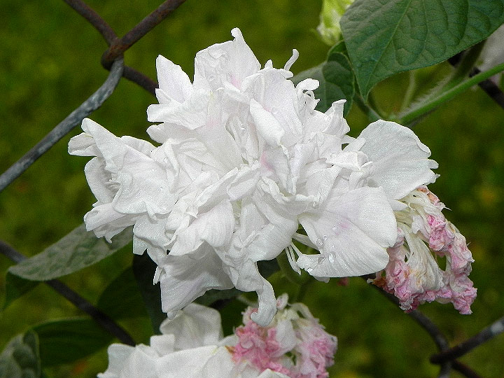 DSCN7119