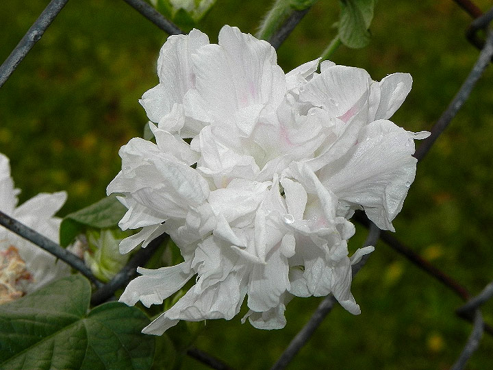 DSCN7120