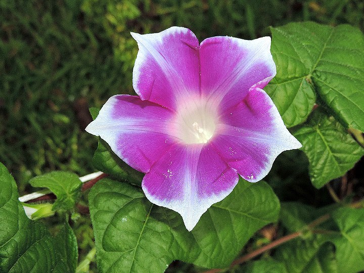 DSCN7194_01