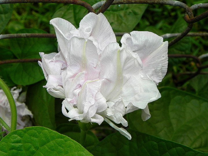 DSCN7196