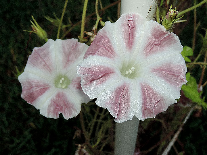 DSCN7220_01