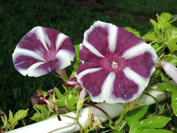 DSCN7223_01
