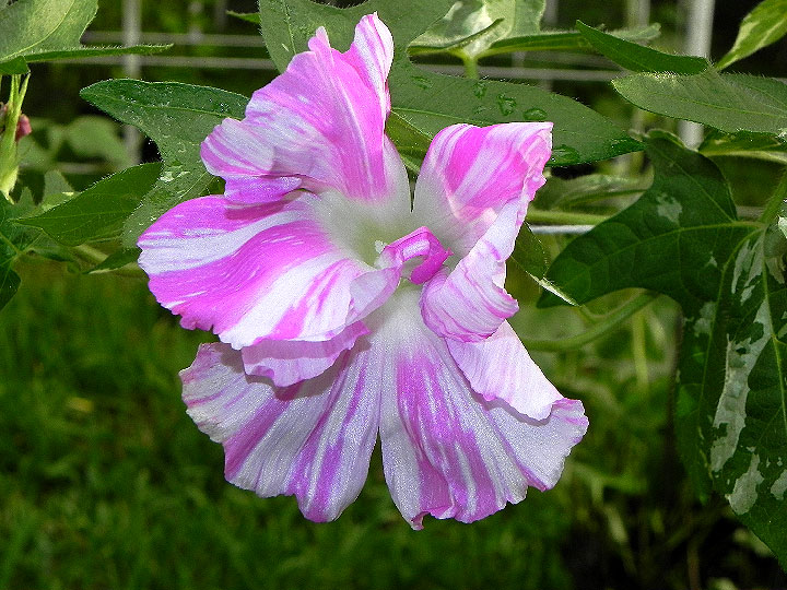 DSCN7225
