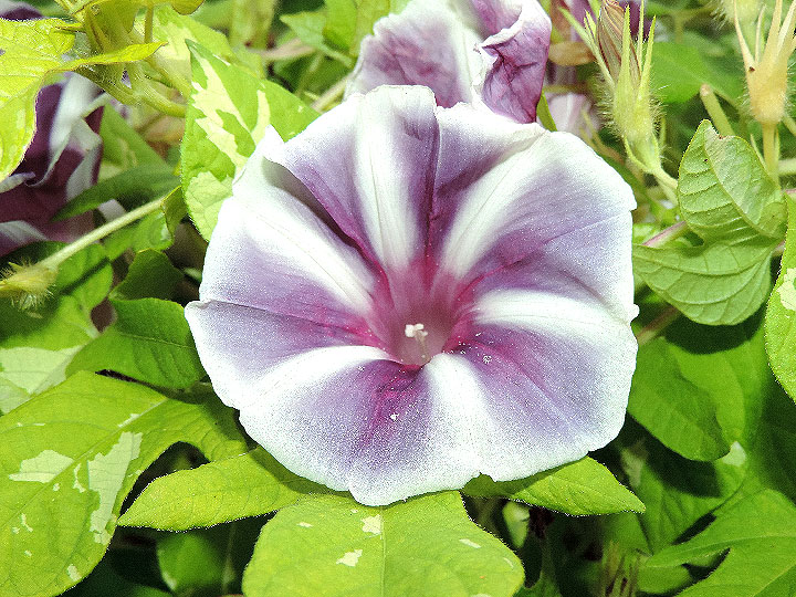 DSCN7225_01