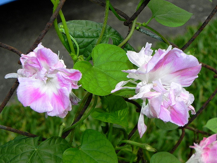 DSCN7247