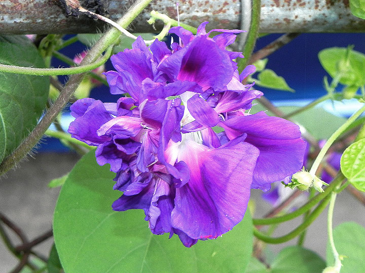 DSCN7273