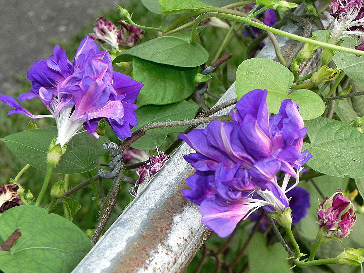 DSCN7275