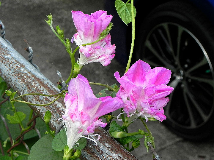 DSCN7277