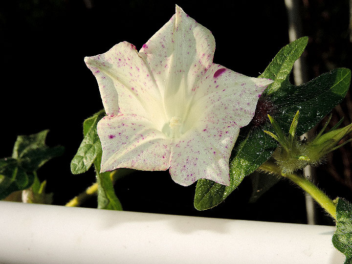 DSCN7283_01
