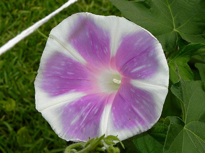 DSCN7301
