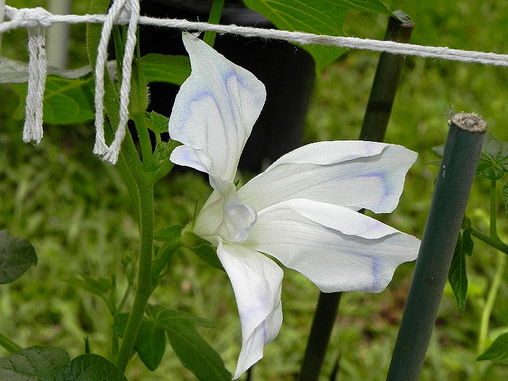 DSCN7316