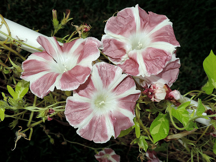 DSCN7328