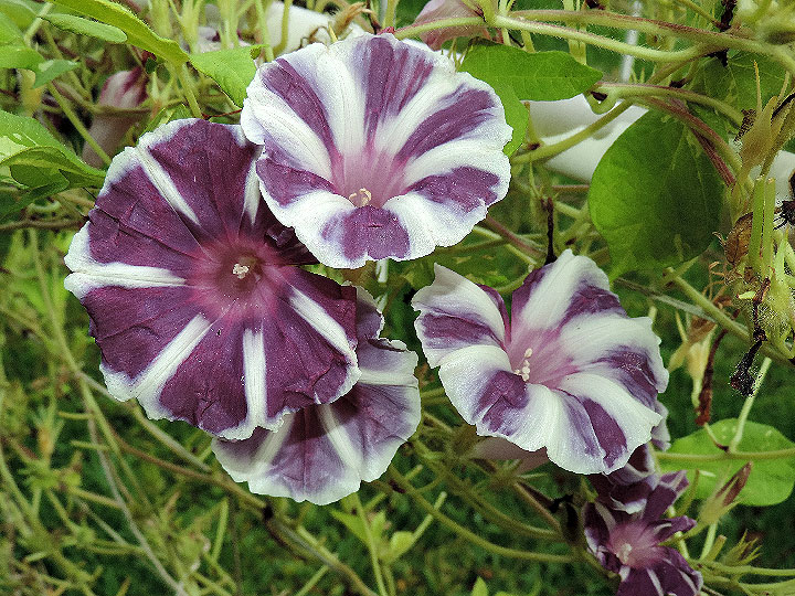 DSCN7332