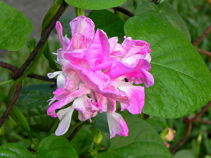 DSCN7335