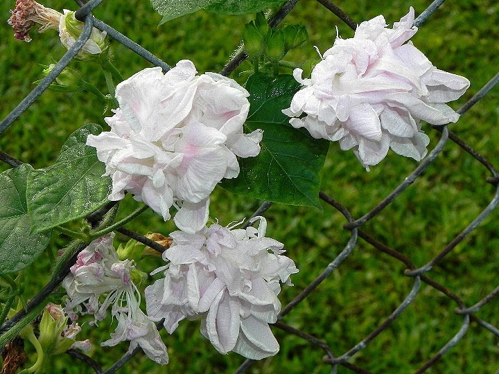 DSCN7340