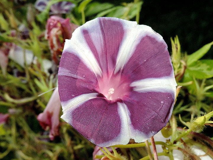 DSCN7383