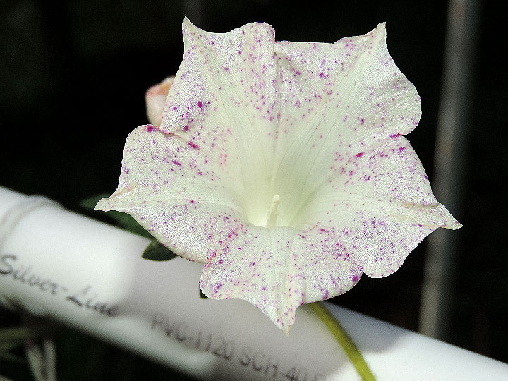 DSCN7390_01