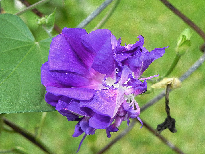 DSCN7408