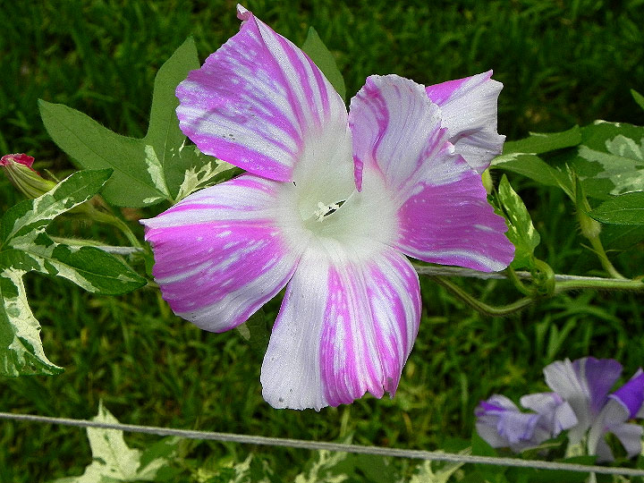 DSCN7444