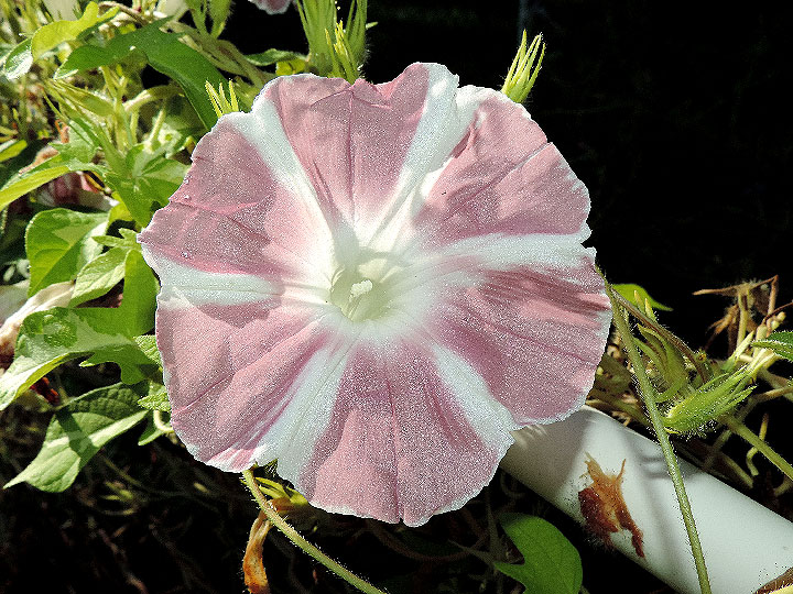 DSCN7451