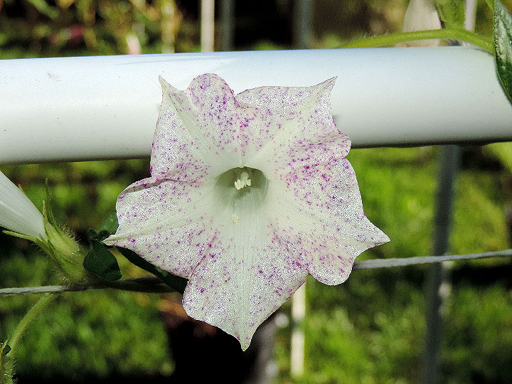 DSCN7461