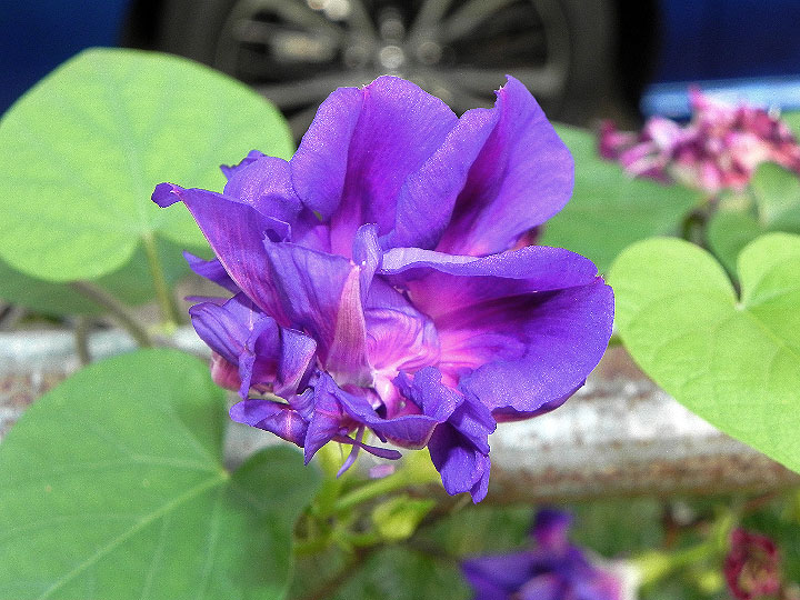DSCN7461