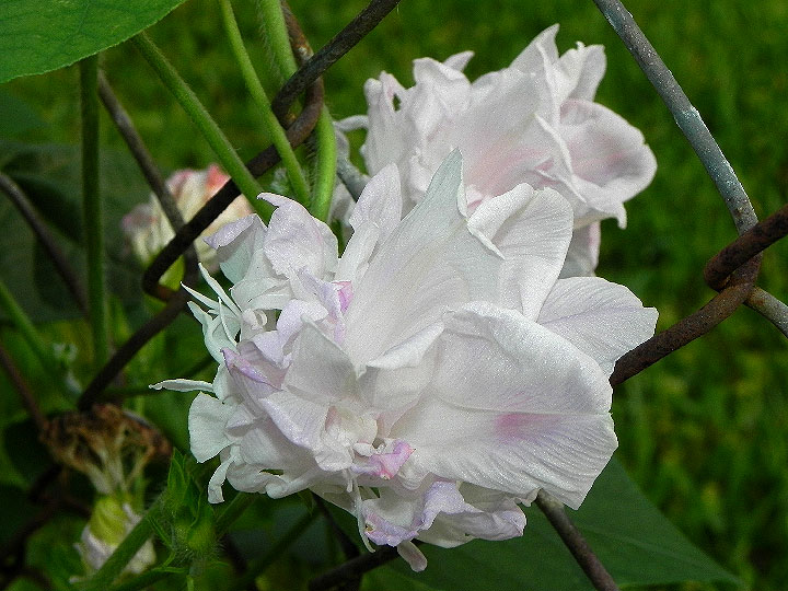 DSCN7470