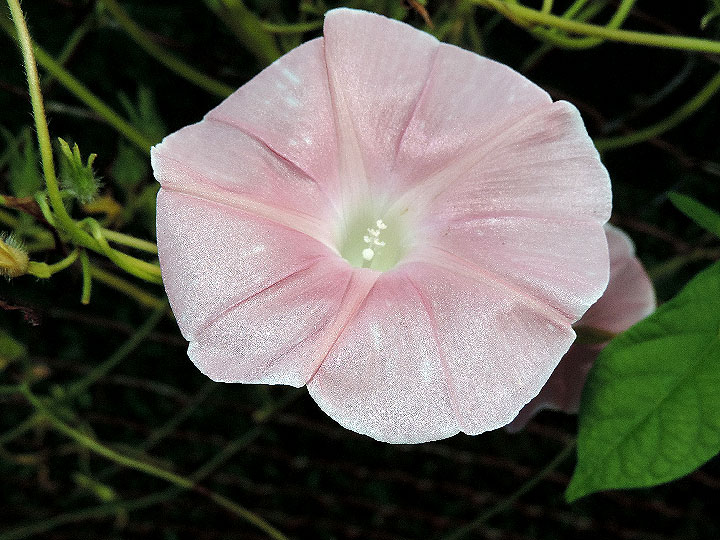 DSCN7500