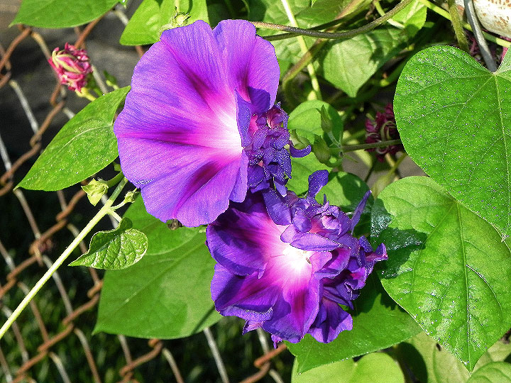 DSCN7516