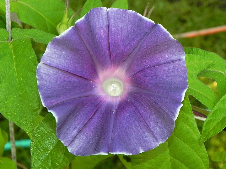 DSCN7525