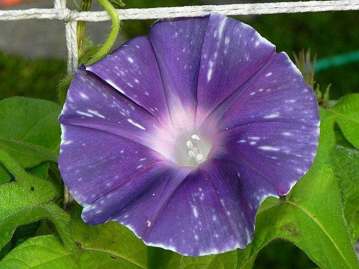 DSCN7526