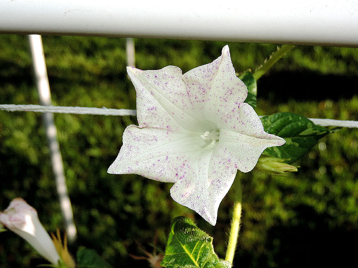 DSCN7616