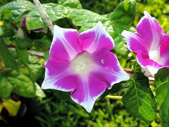 DSCN7625