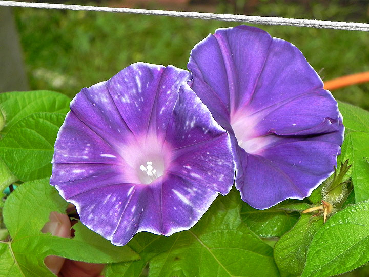 DSCN7738
