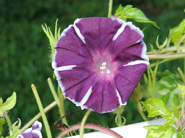 DSCN7788