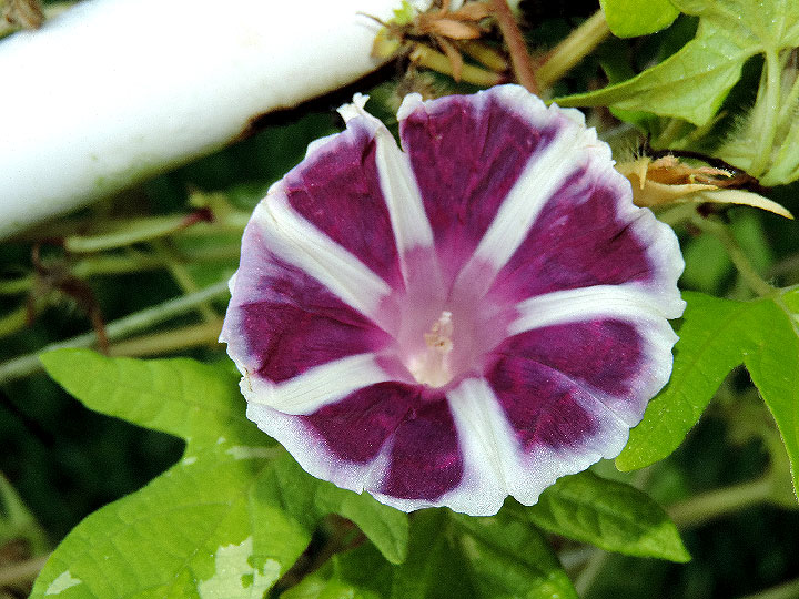 DSCN7789
