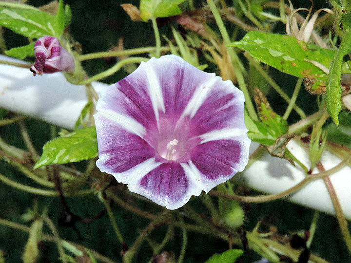 DSCN7846
