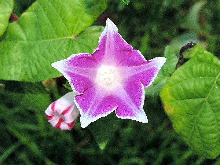 DSCN7894