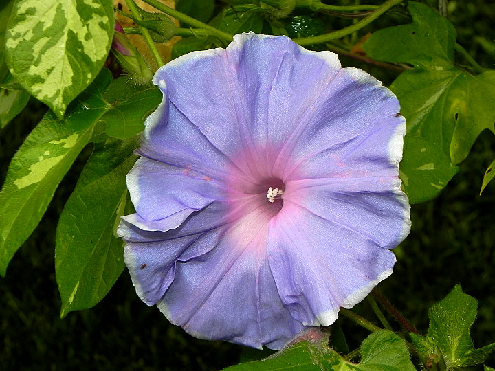 DSCN7923