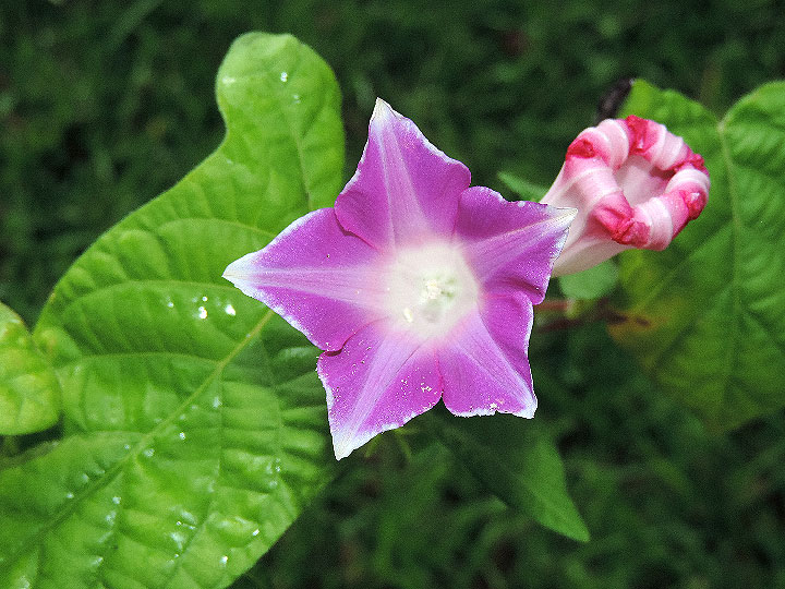 DSCN7929