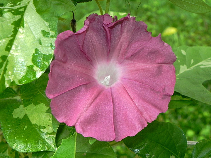 DSCN7930