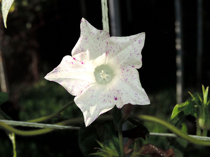 DSCN7968
