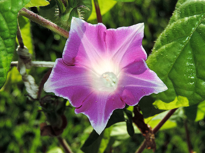 DSCN7976