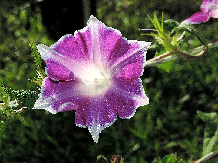 DSCN7977
