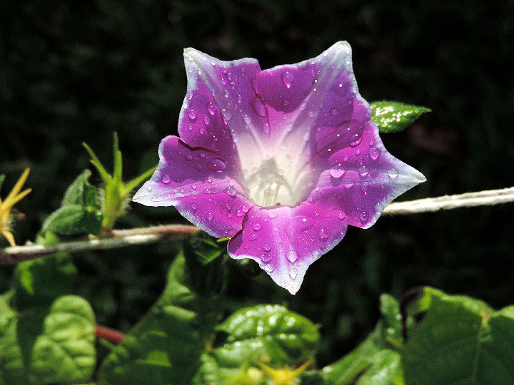 DSCN8016