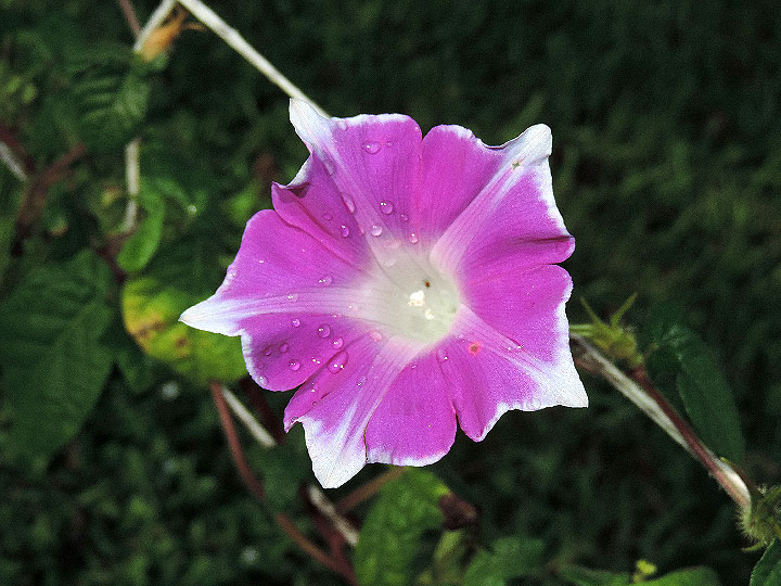 DSCN8110