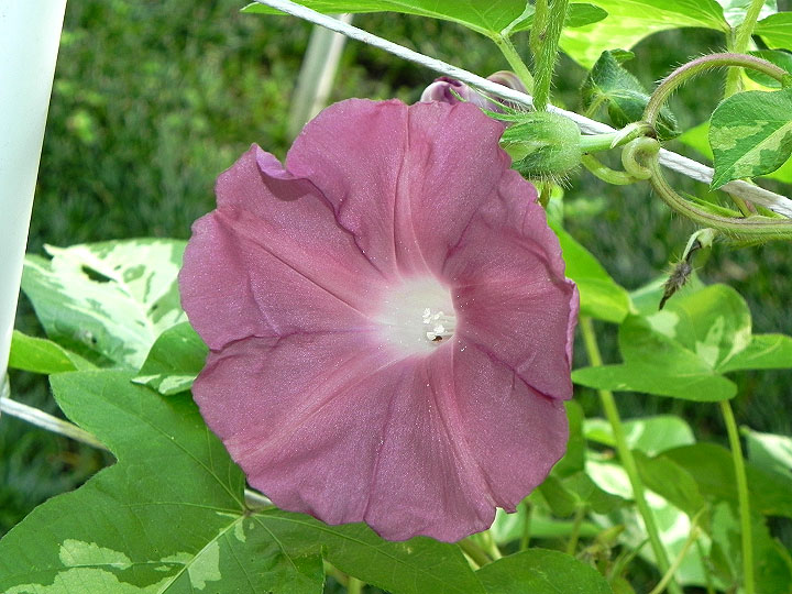 DSCN8168