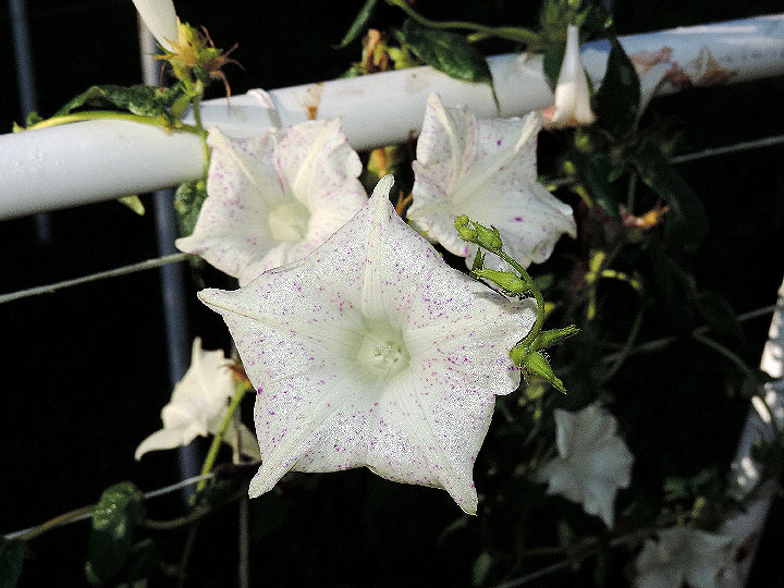 DSCN8195